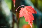 Kristin McCrea Leaf-1